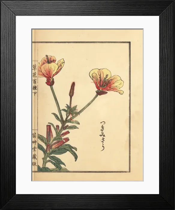 Framed Print : Evening primrose, Oenothera tetraptera Framed Print : Evening primrose, Oenothera tetraptera