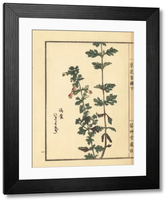 Framed Print : Hikiyomogi, Siphonostegia chinensis Framed Print : Hikiyomogi, Siphonostegia chinensis