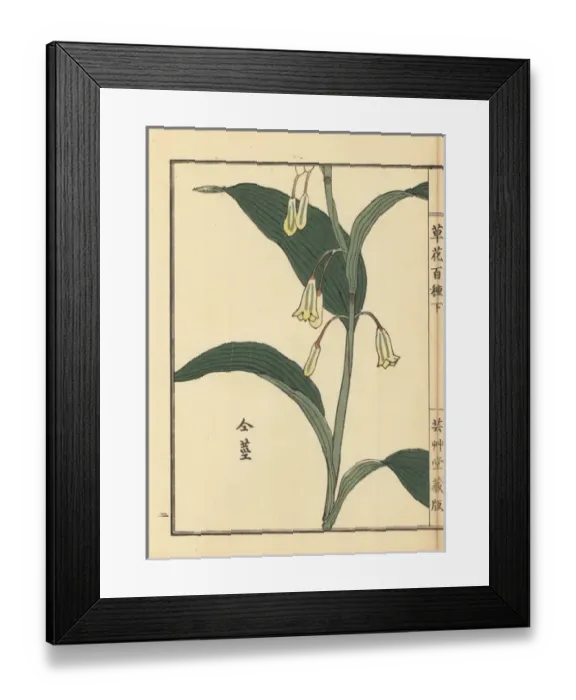 Framed Print : Amadokoro or Solomons seal, Polygonatum odoratum Framed Print : Amadokoro or Solomons seal, Polygonatum odoratum
