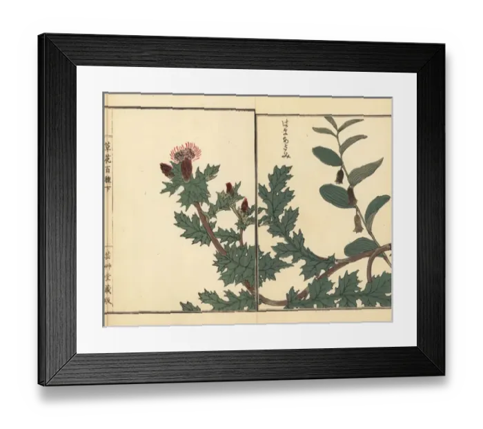 Framed Print : Hama azami or beach thistle, Cirsium maritimum Makino Framed Print : Hama azami or beach thistle, Cirsium maritimum Makino