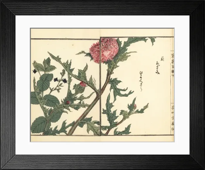 Framed Print : Thistle, Cirsium japonicum, and speedwell, Veronica magna Framed Print : Thistle, Cirsium japonicum, and speedwell, Veronica magna