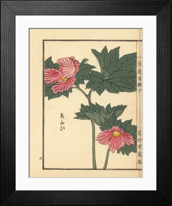 Framed Print : Aoi or hollyhock, Alcea rosea Framed Print : Aoi or hollyhock, Alcea rosea