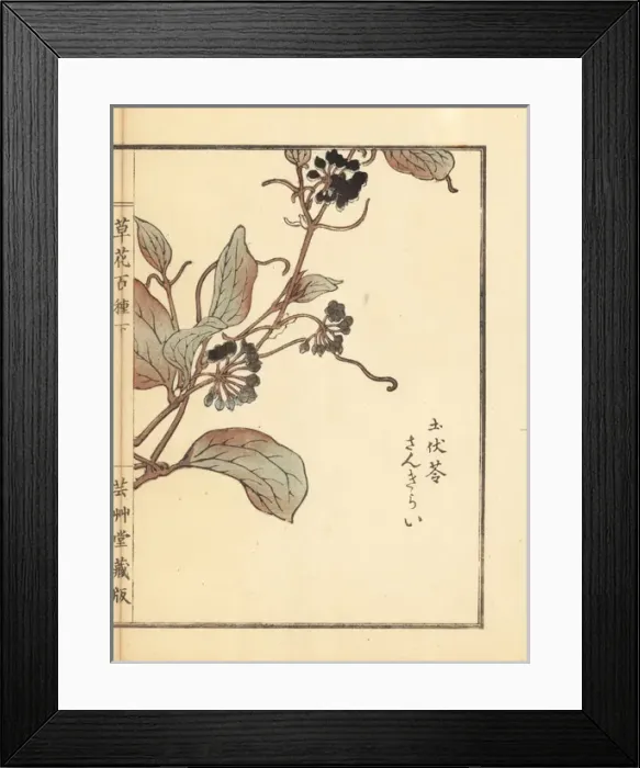 Framed Print : Sankirai or Chinaroot, Smilax glabra Framed Print : Sankirai or Chinaroot, Smilax glabra