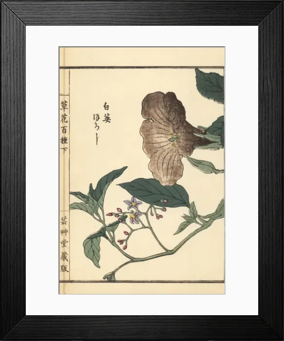 Framed Print : Lyreleaf nightshade, Solanum lyratum Framed Print : Lyreleaf nightshade, Solanum lyratum