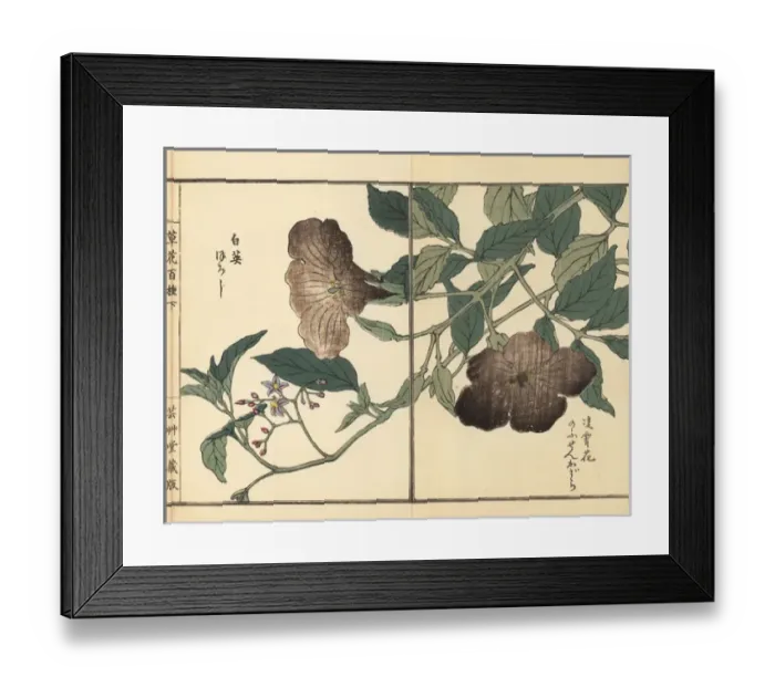 Framed Print : Chinese trumpet vine and lyreleaf nightshade Framed Print : Chinese trumpet vine and lyreleaf nightshade