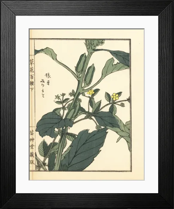 Framed Print : Rouge or sulphur cinquefoil, Potentilla recta Framed Print : Rouge or sulphur cinquefoil, Potentilla recta