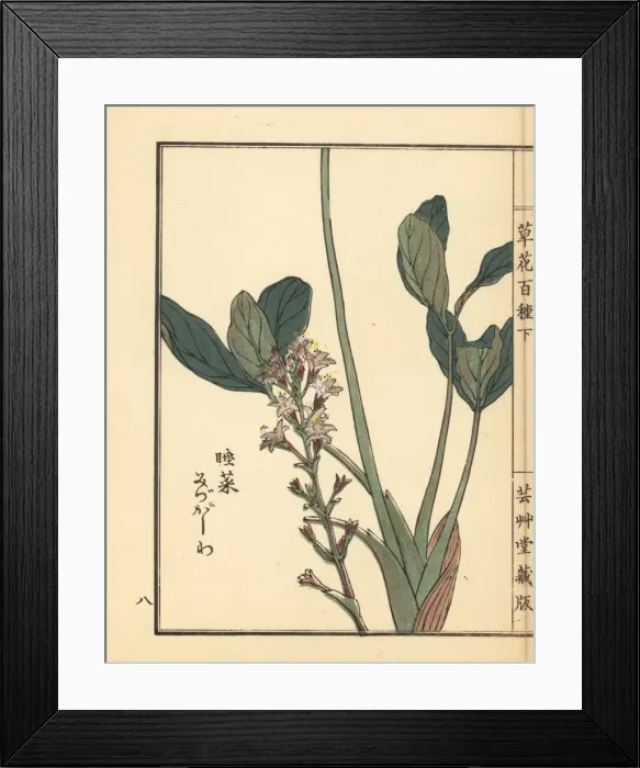 Framed Print : Mitsugashiwa or bogbean, Menyanthes trifoliata Framed Print : Mitsugashiwa or bogbean, Menyanthes trifoliata
