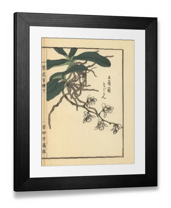 Framed Print : Nagoran or Japan sedirea orchid, Aerides japonicum Reichb Framed Print : Nagoran or Japan sedirea orchid, Aerides japonicum Reichb
