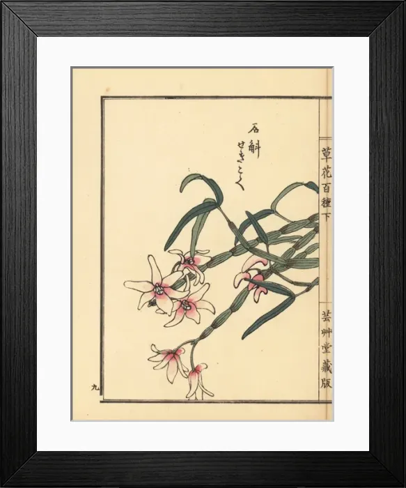 Framed Print : Japanese stone orchid, Dendrobium moniliforme Framed Print : Japanese stone orchid, Dendrobium moniliforme