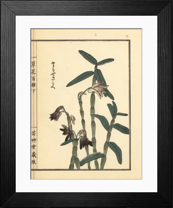 Framed Print : Tora sekkoku or Japanese stone orchid, Dendrobium Framed Print : Tora sekkoku or Japanese stone orchid, Dendrobium