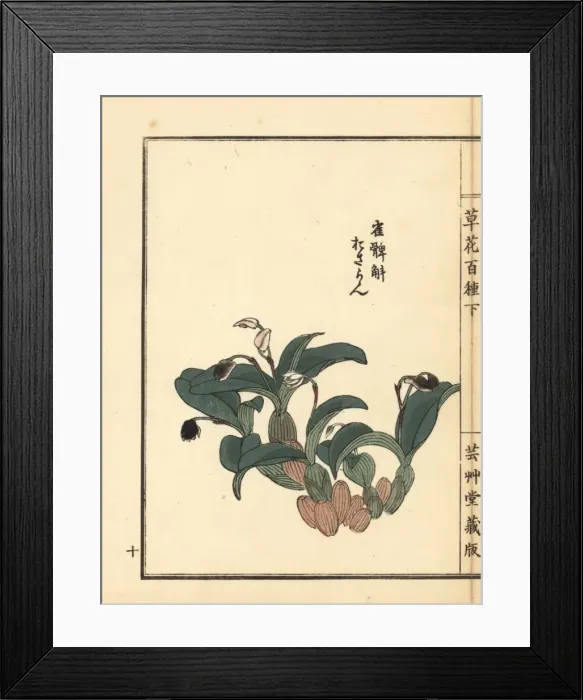 Framed Print : Osaran or Japanese eria orchid, Eria reptans Framed Print : Osaran or Japanese eria orchid, Eria reptans