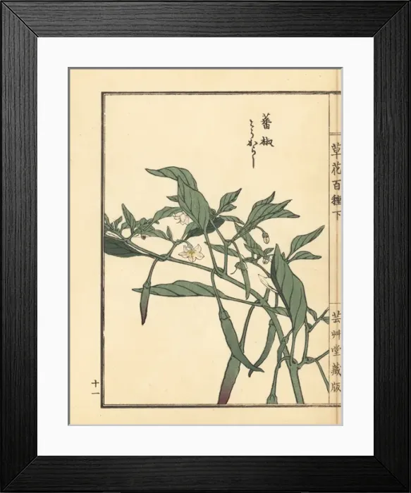 Framed Print : Tougarashi or chili pepper, Capsicum annuum Framed Print : Tougarashi or chili pepper, Capsicum annuum