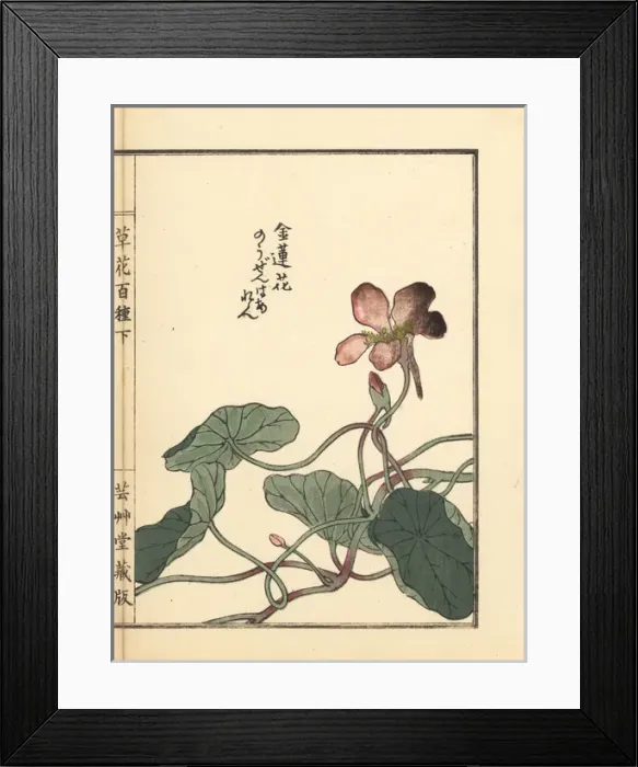 Framed Print : Nouzenharen or garden nasturtium, Tropaeolum majus Framed Print : Nouzenharen or garden nasturtium, Tropaeolum majus