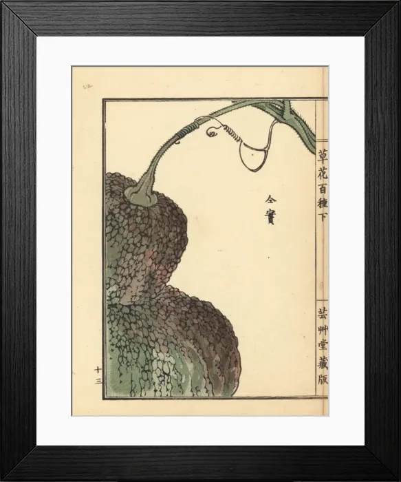 Framed Print : Kabocha or pumpkin fruit, Cucurbita pepo Framed Print : Kabocha or pumpkin fruit, Cucurbita pepo