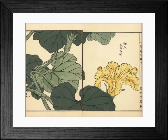 Framed Print : Pumpkin flower, Cucurbita pepo Framed Print : Pumpkin flower, Cucurbita pepo