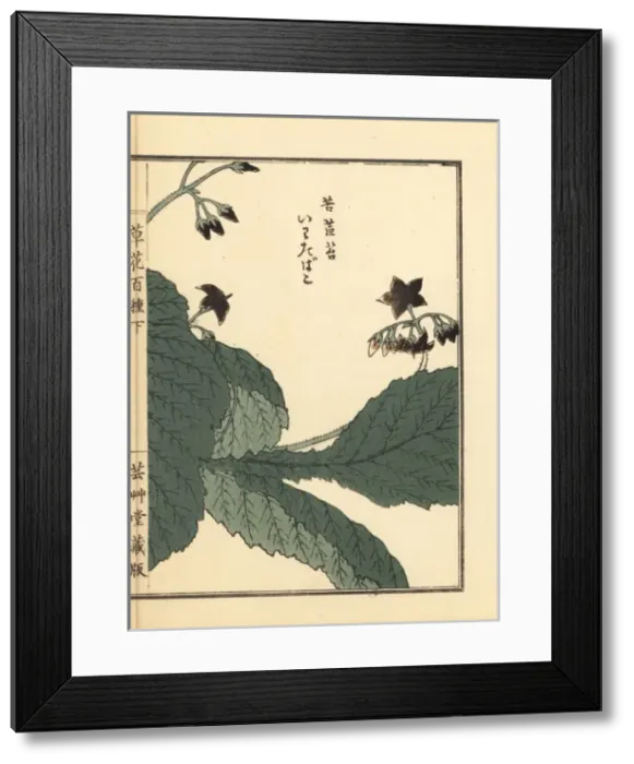 Framed Print : Iwatabako, Conandron ramondioides Framed Print : Iwatabako, Conandron ramondioides