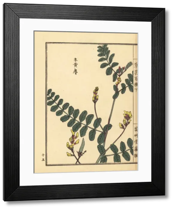 Framed Print : Kiougi or peacock flower, Caesalpinia pulcherrima Framed Print : Kiougi or peacock flower, Caesalpinia pulcherrima