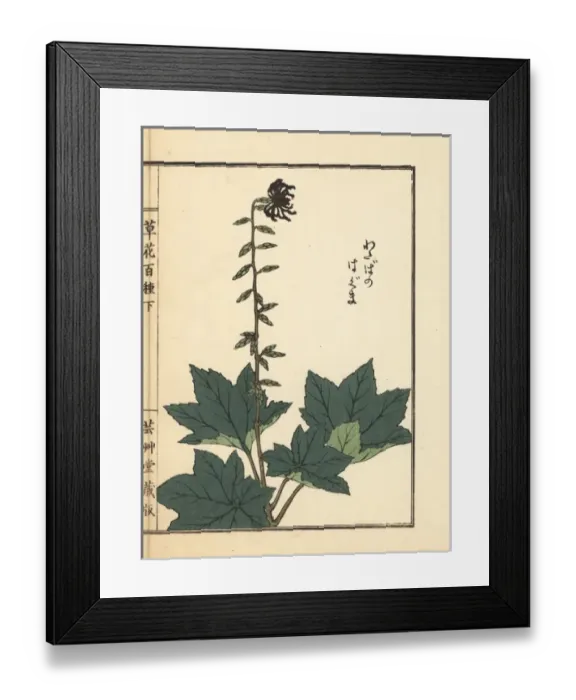 Framed Print : Haguma or Ainsliaea acerifolia Framed Print : Haguma or Ainsliaea acerifolia