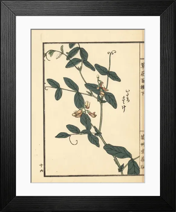 Framed Print : Itachi sasage, Lathyrus davidii Framed Print : Itachi sasage, Lathyrus davidii