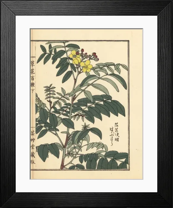 Framed Print : Habusou or coffee senna, Senna occidentalis Framed Print : Habusou or coffee senna, Senna occidentalis