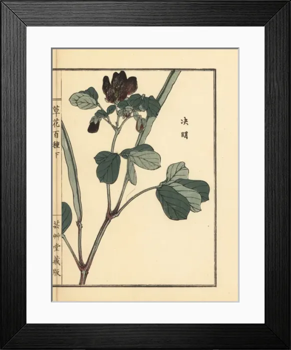 Framed Print : Ketsumei, Chinese senna or sicklepod, Senna obtusifolia Framed Print : Ketsumei, Chinese senna or sicklepod, Senna obtusifolia