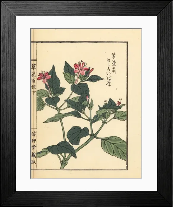 Framed Print : Oshiroibana or marvel of Peru, Mirabilis jalapa Framed Print : Oshiroibana or marvel of Peru, Mirabilis jalapa