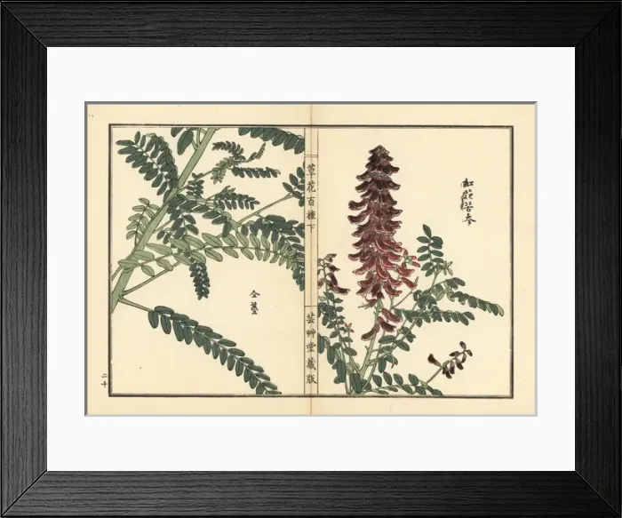 Framed Print : Kouka or kujin, Sophora flavescens Framed Print : Kouka or kujin, Sophora flavescens