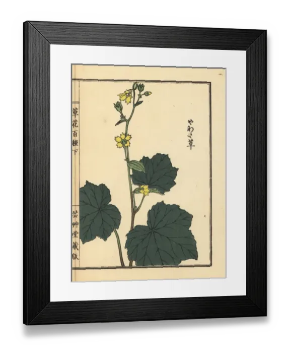 Framed Print : Yawatasou or Peltoboykinia tellimoides Framed Print : Yawatasou or Peltoboykinia tellimoides