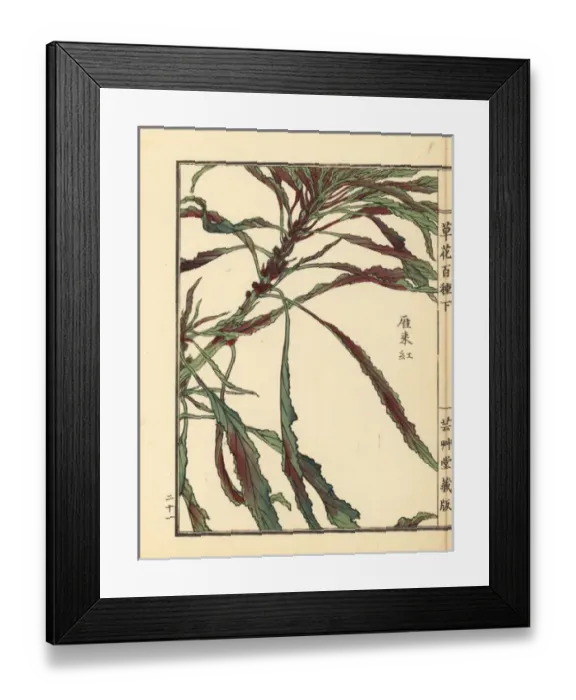 Framed Print : Hageitou or Josephs coat, Amaranthus tricolor Framed Print : Hageitou or Josephs coat, Amaranthus tricolor