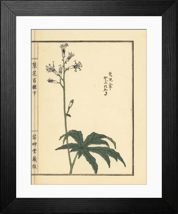 Framed Print : Shredded umbrella plant, Syneilesis palmata Framed Print : Shredded umbrella plant, Syneilesis palmata