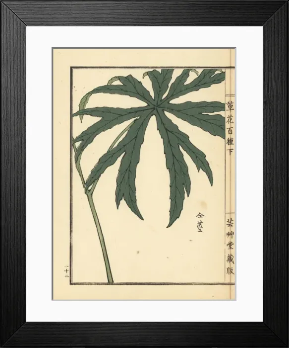 Framed Print : Shredded umbrella plant, Syneilesis palmata Framed Print : Shredded umbrella plant, Syneilesis palmata