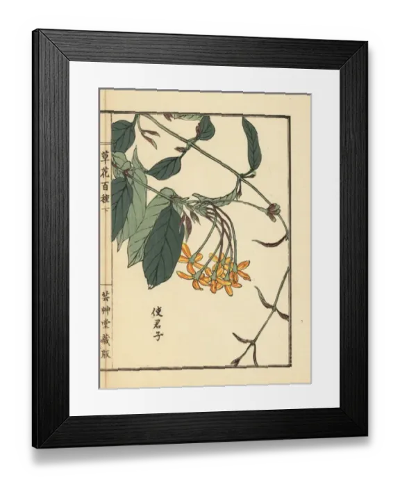 Framed Print : Shikunshi, Chinese honeysuckle, Combretum indicum Framed Print : Shikunshi, Chinese honeysuckle, Combretum indicum