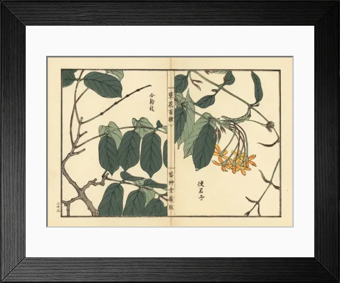Framed Print : Shikunshi, Chinese honeysuckle, Combretum indicum Framed Print : Shikunshi, Chinese honeysuckle, Combretum indicum