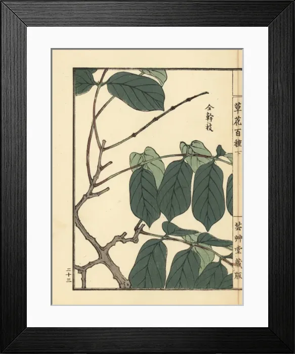 Framed Print : Shikunshi, Chinese honeysuckle, Combretum indicum Framed Print : Shikunshi, Chinese honeysuckle, Combretum indicum