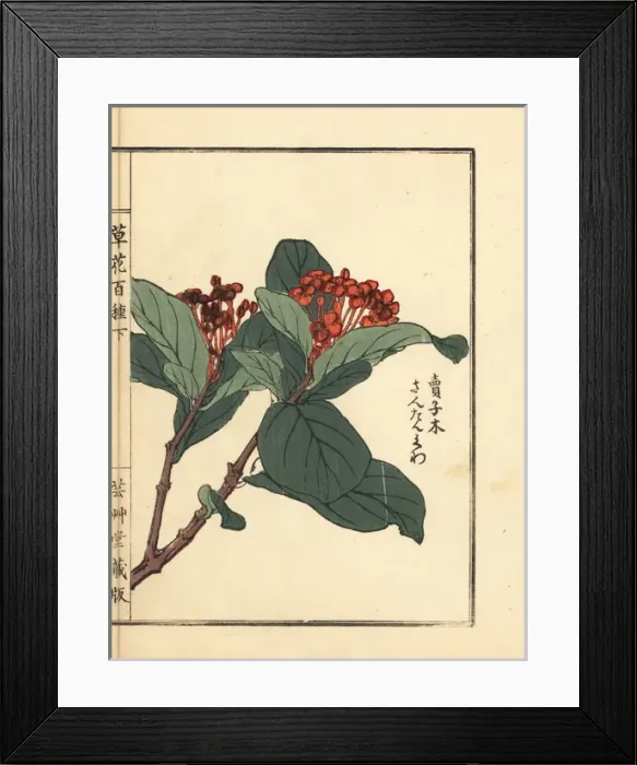 Framed Print : Santanka or jungle geranium, Ixora coccinea Framed Print : Santanka or jungle geranium, Ixora coccinea