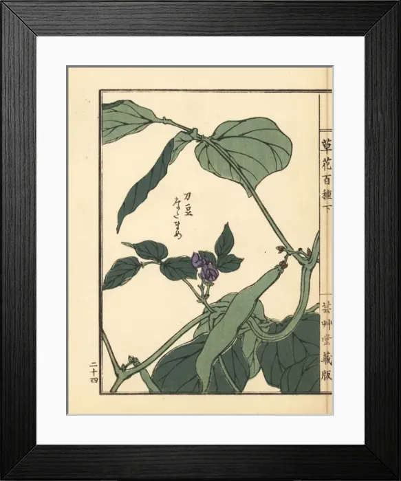 Framed Print : Natamame or sword bean, Canavalia gladiata Framed Print : Natamame or sword bean, Canavalia gladiata