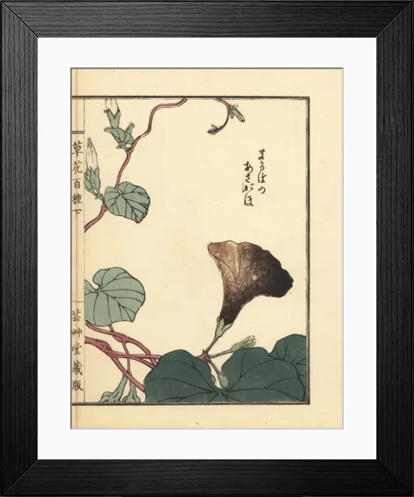 Framed Print : Asagao or morning glory, Ipomoea nil Framed Print : Asagao or morning glory, Ipomoea nil