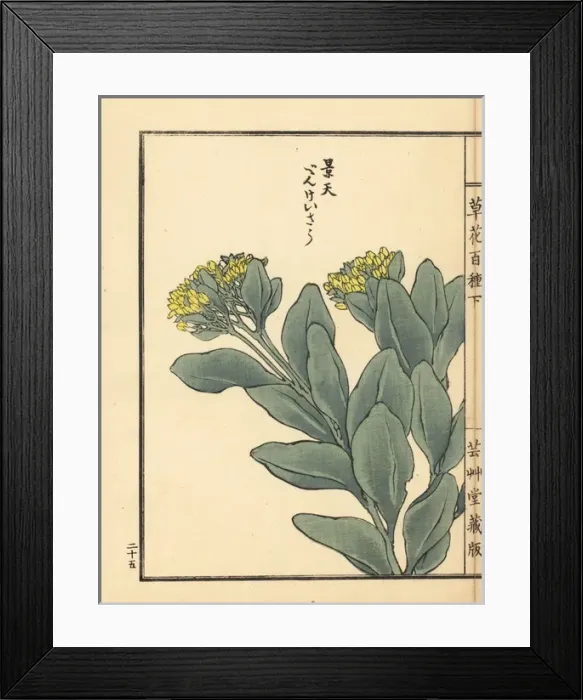 Framed Print : Benkeisou or garden stonecrop, Hylotelephium erythrostictum Framed Print : Benkeisou or garden stonecrop, Hylotelephium erythrostictum