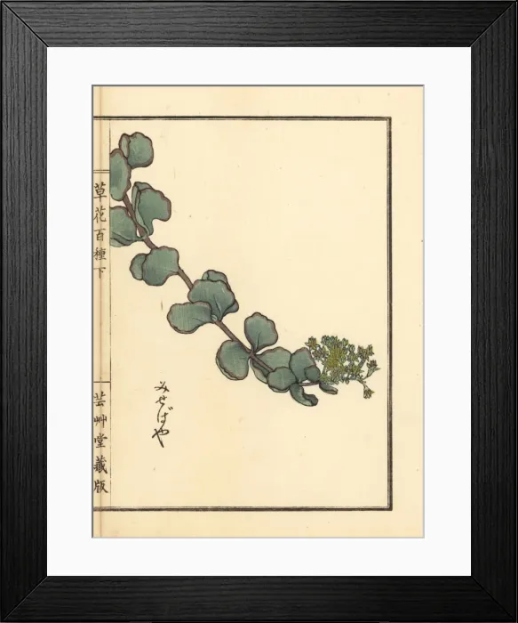 Framed Print : Misebaya or showy stonecrop, Hylotelephium sieboldii Framed Print : Misebaya or showy stonecrop, Hylotelephium sieboldii