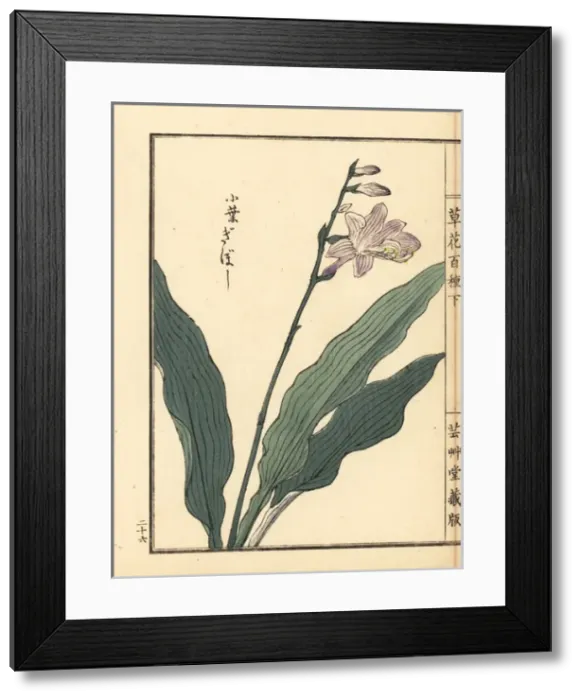 Framed Print : Giboushi or plantain lily, Hosta species Framed Print : Giboushi or plantain lily, Hosta species