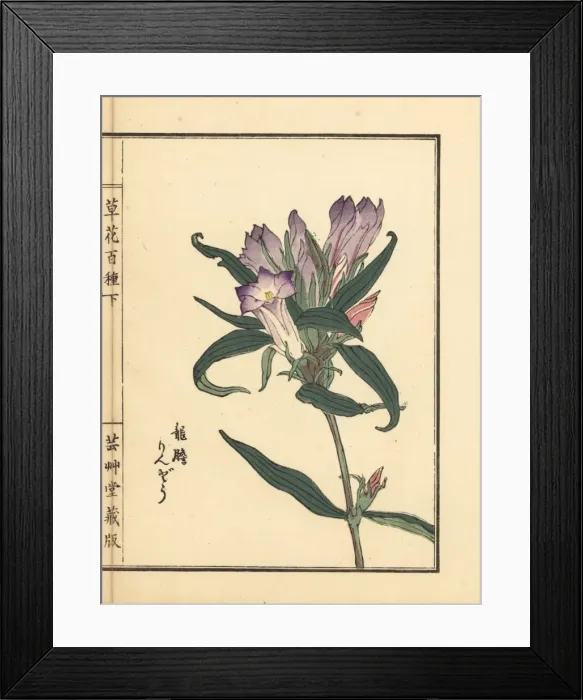 Framed Print : Rindou or Japanese gentian, Gentiana scabra Framed Print : Rindou or Japanese gentian, Gentiana scabra