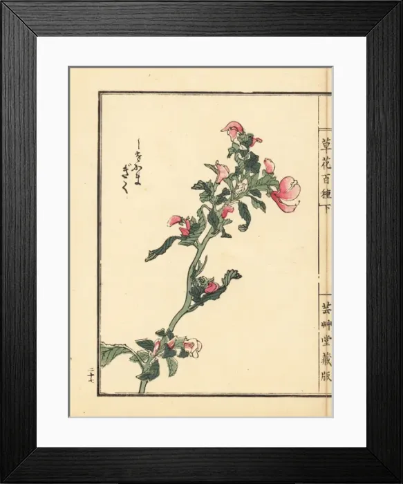 Framed Print : Shiogama kiku or lousewort, Pedicularis chamissonis Framed Print : Shiogama kiku or lousewort, Pedicularis chamissonis