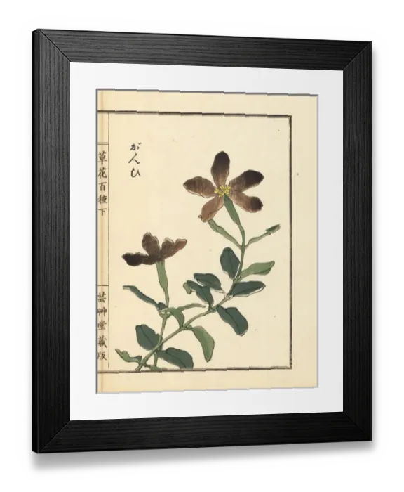 Framed Print : Ganpi or catchfly, Lychnis species Framed Print : Ganpi or catchfly, Lychnis species