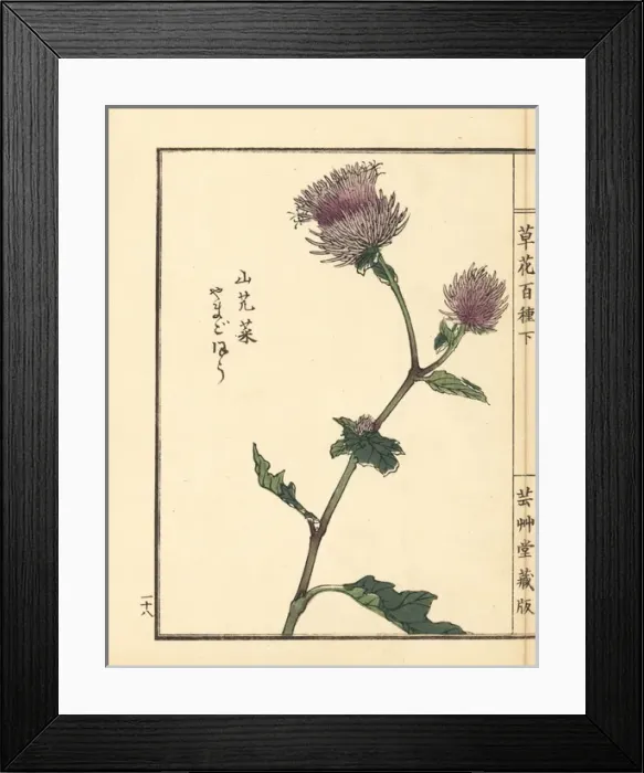 Framed Print : Yamagobou or oyamabokuchi, Synurus pungens Framed Print : Yamagobou or oyamabokuchi, Synurus pungens