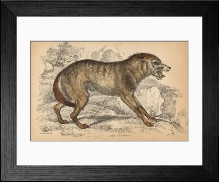 Framed Print : Mexican wolf, Canis lupus baileyi Framed Print : Mexican wolf, Canis lupus baileyi
