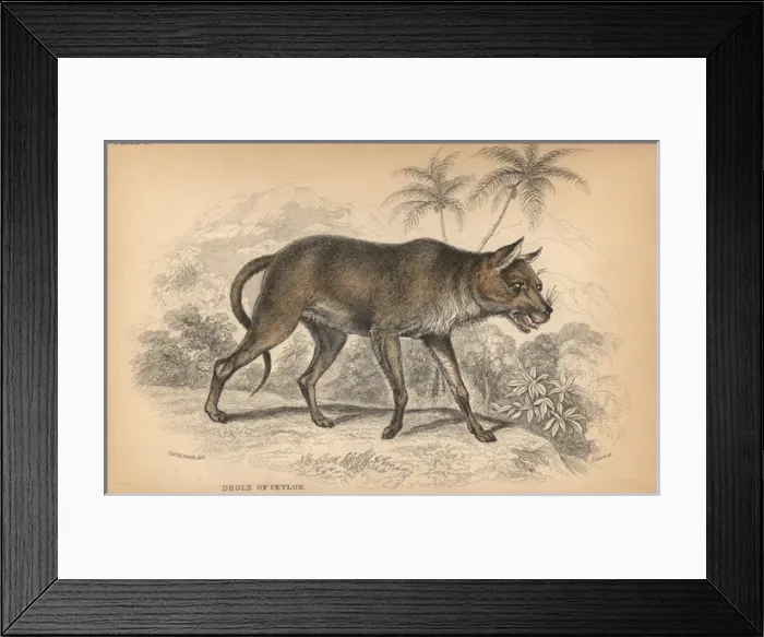 Framed Print : Dhole of Ceylon, Chryseus ceylonicus Unknown species