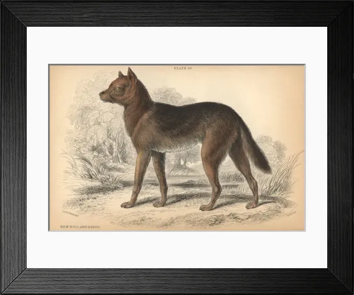 Framed Print : Australian dingo, Canis lupus dingo Framed Print : Australian dingo, Canis lupus dingo