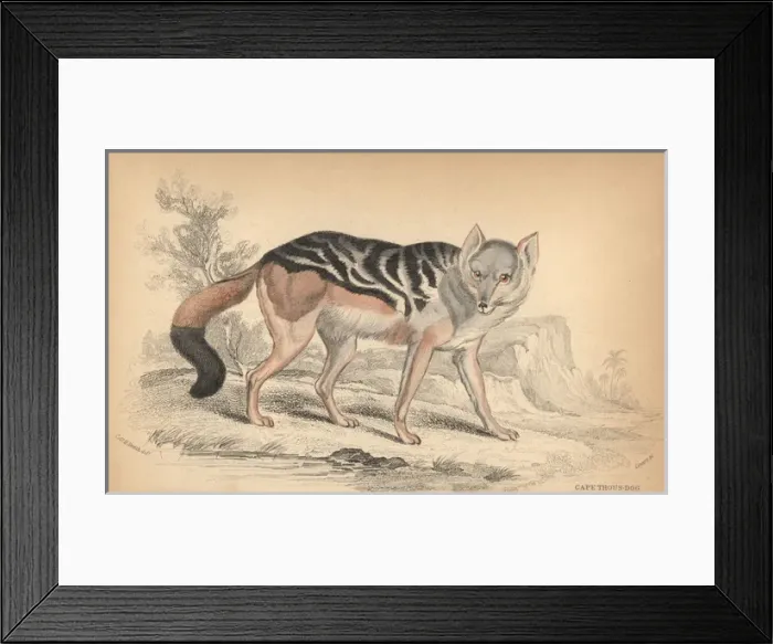 Framed Print : Black-backed jackal, Canis mesomelas Framed Print : Black-backed jackal, Canis mesomelas