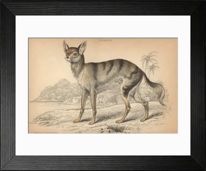 Framed Print : Senegalese jackal, Canis aureus anthus Framed Print : Senegalese jackal, Canis aureus anthus
