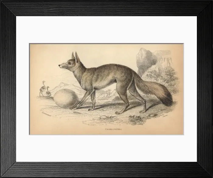 Framed Print : Cape fox, cama fox or silver-backed fox, Vulpes chama Framed Print : Cape fox, cama fox or silver-backed fox, Vulpes chama